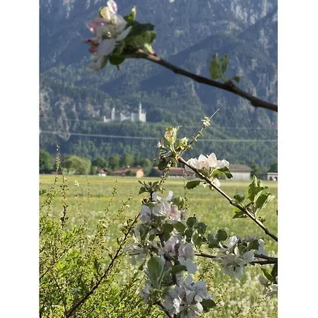 Amazing In Daire Schwangau